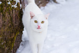 White cat on snow background looking at the camera