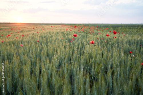 poppies in wheat field