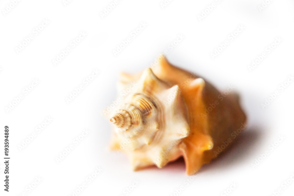 Single isolated seashell on white background Single isolated seashell on white background