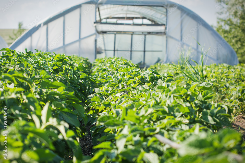 Greenhouse on the field of green agricultural seedlings in the spring Greenhouse on the field of green agricultural seedlings in the spring