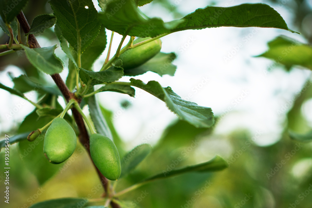 Green fruits of plum trees, which begin to ripen, hang on a tree branch Green fruits of plum trees, which begin to ripen, hang on a tree branch