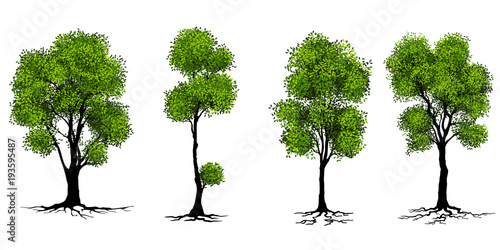 Beautiful tree on a white background