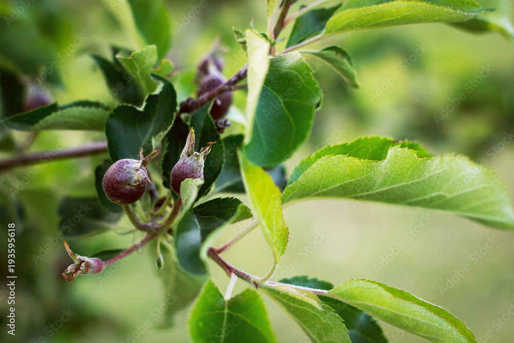 Closeup of a bunch of unripe apples on a tree branch Closeup of a bunch of unripe apples on a tree branch