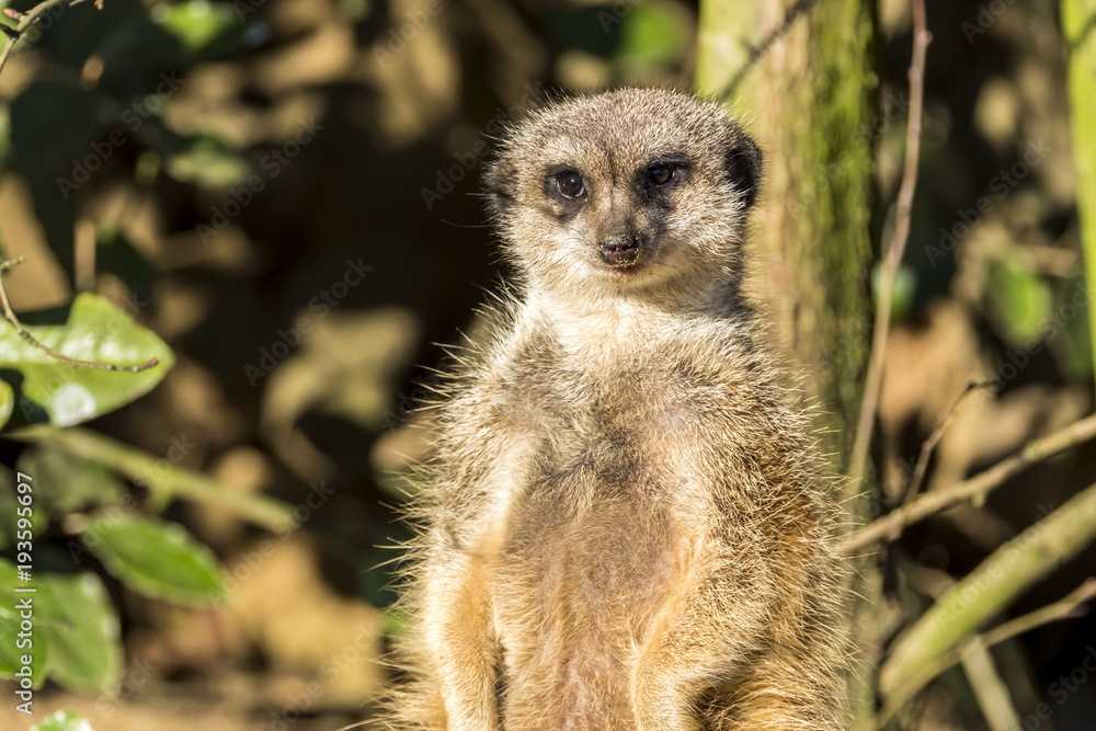 Alert meerkat ,Suricata suricatta, standing on guard Alert meerkat ,Suricata suricatta, standing on guard