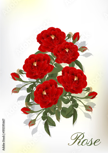 Beautiful rose isolated on white