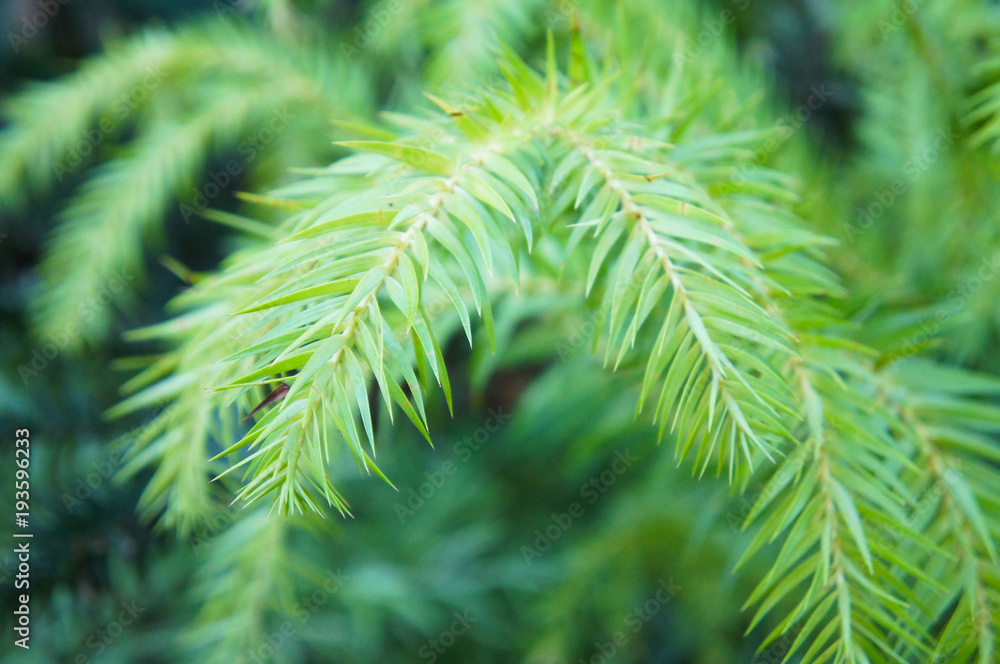 Araucaria heterophylla or norfolk pine or andes pine green plant Araucaria heterophylla or norfolk pine or andes pine green plant