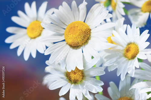 Chamomile among flowers