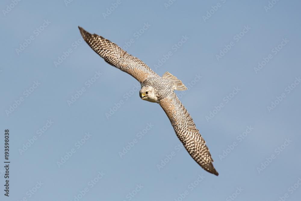 Fototapeta premium Gerfalke im Flug