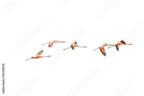 Isolated Flying Rosy Flamingos at Nimez Birds Reservation area, Patagonia