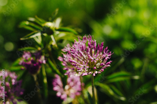 flower  nature  purple  plant  garden  green  allium  flora  pink  summer  bloom  spring  onion  flowers  blossom  macro  field  clover  herb  botany  close-up  closeup  beauty  wild  natural