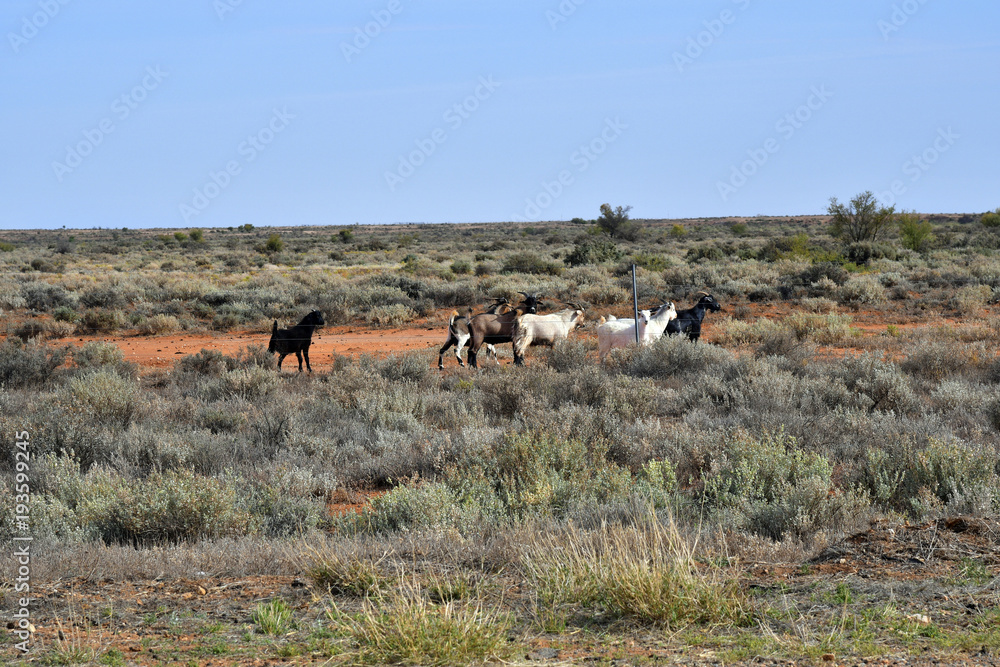 Fototapeta premium Australia, South Australia, Goats