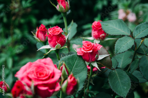Free Images : flower, romance, background, beautiful, valentine, bloom,  bush, nature, beauty, love, blossom, black, color, romantic, spring,  decoration, water, fresh, greeting, autumn red roses, green, petal, floral,  closeup, summer, gift, natural