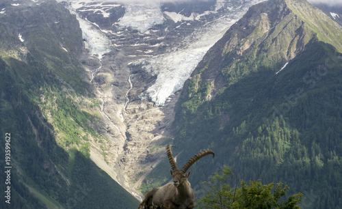 Alpine ibex on the background of a glacier in the Mont Blanc massif.