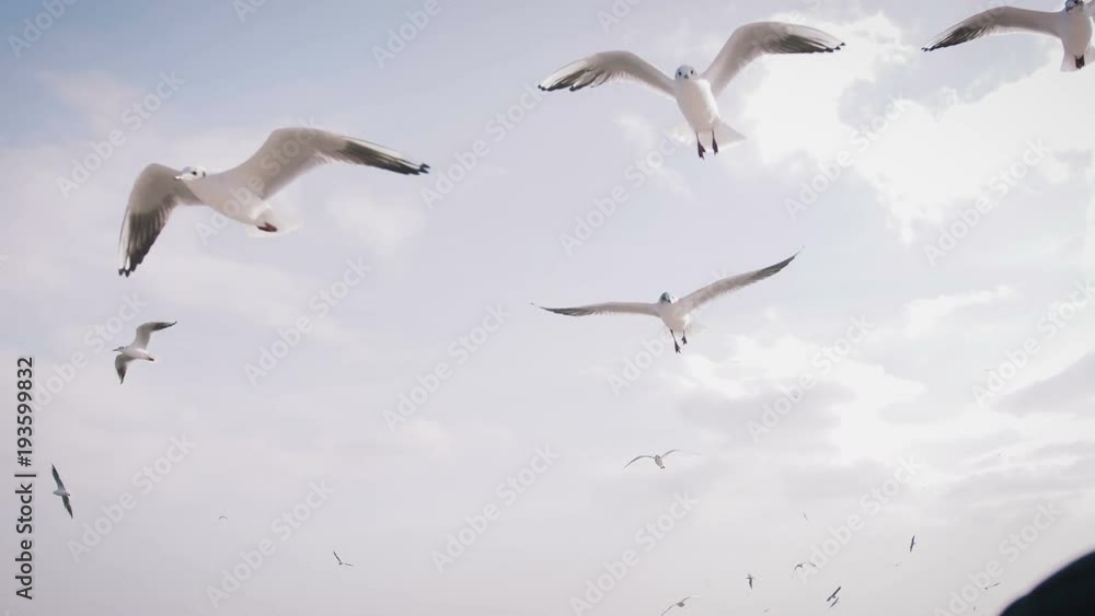 Seagulls catching pieces of bread in flight, slow motion Seagulls catching pieces of bread in flight, slow motion