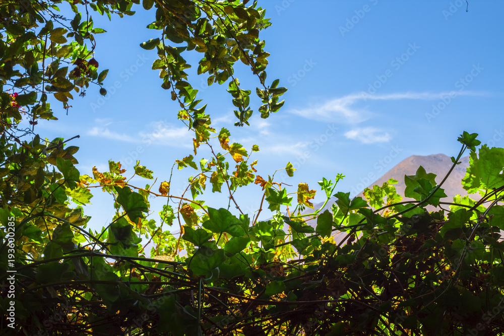 Fototapeta premium vine production at elqui valley