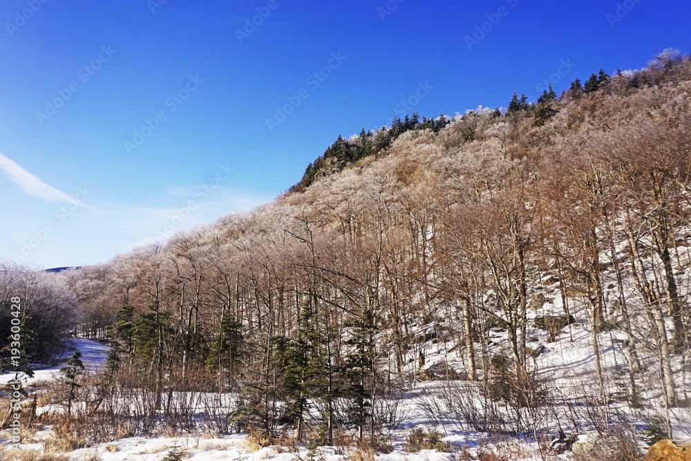 Crystal thaw or ice storm or freezing rain in Pinkham Notch New Hampshire near Mount Washington