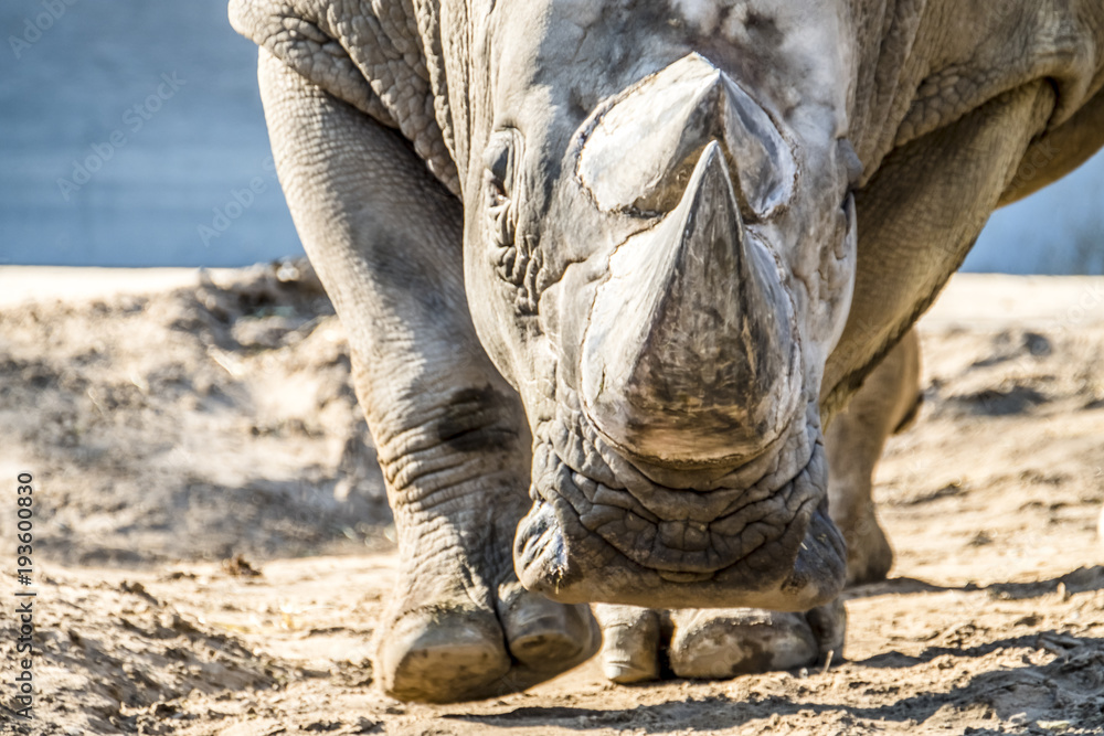 Obraz premium Head portrait of Rhino on the sand
