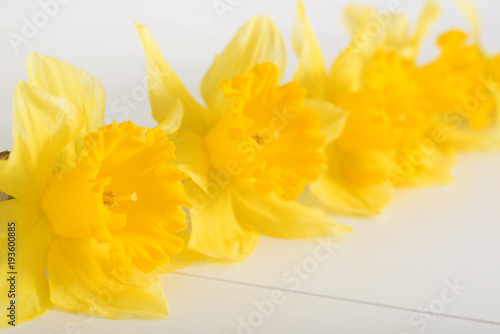 Narcissus on white wooden table, bright day, closeup