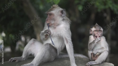 Gray Macaque Monkey, in the wild nature in the tropical jungle . Monkey family and childrens is looking to the camera and eating.