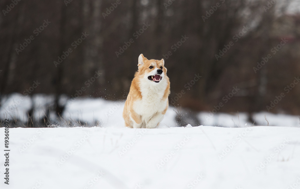 dog in the winter park dog in the winter park