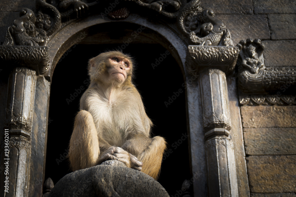 Un singe assis sur un statue dans un temple de Katmandou