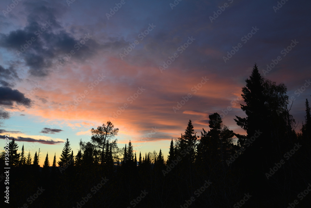 Beautiful sunset with silhouettes of trees.