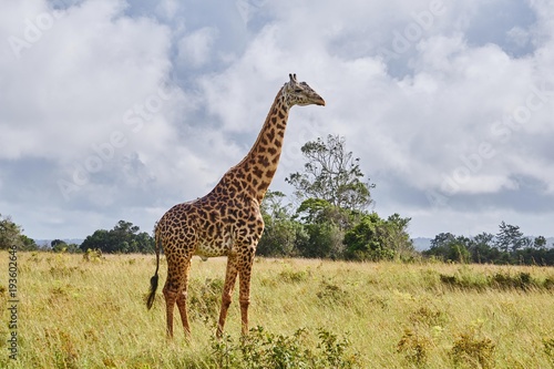 Giraffe in den Shimba Hills Kenia
