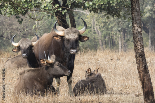 small group of gaurs or Indian bison who rests on a small forest glade
