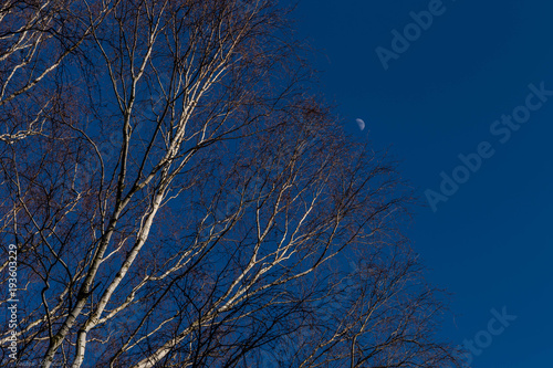 Mond Himmel Birkenast