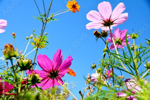 Grußkarte - bunte Blumenwie...