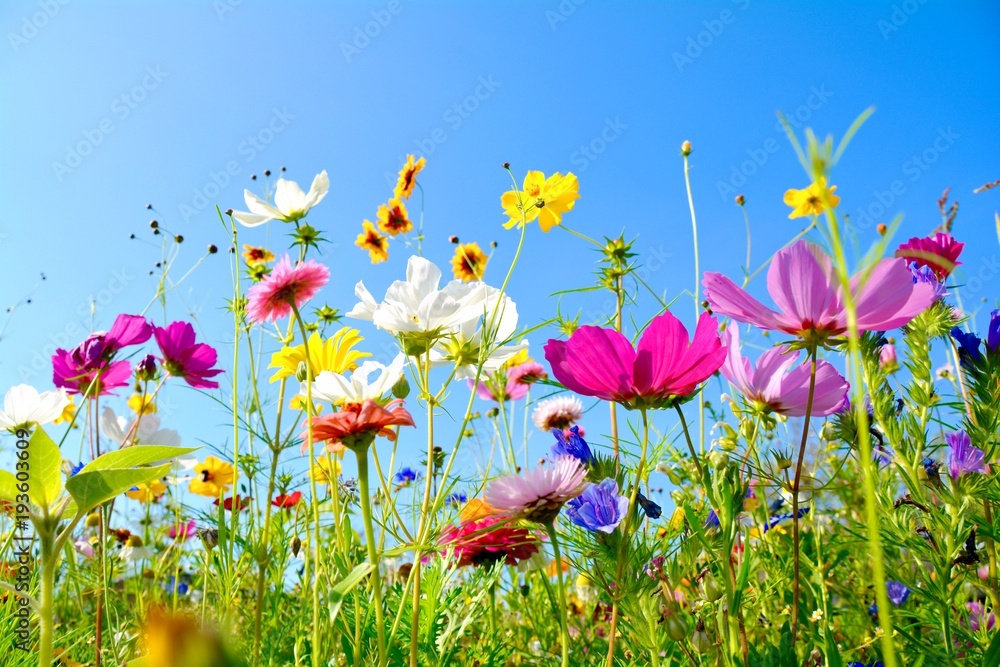 Naklejka premium Kartka z pozdrowieniami - kolorowa kwiat łąka - lato kwiaty