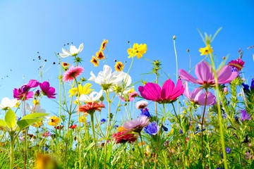 Gartenposter Blumen Grußkarte - bunte Blumenwiese - Sommerblumen  © S.H.exclusiv