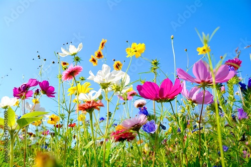 Fototapeta Naklejka Na Ścianę i Meble -  Grußkarte - bunte Blumenwiese - Sommerblumen