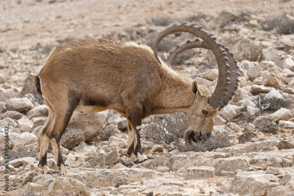 male Arabian ibex in natural surroundings eating scrub