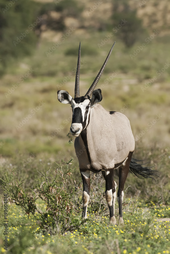 Gemsbok, Oryx gazella, Kgalagadi Transfrontier Park, Kalahari desert, South Africa Gemsbok, Oryx gazella, Kgalagadi Transfrontier Park, Kalahari desert, South Africa