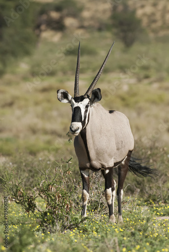 Foto Gemsbok, Oryx gazella, Kgalagadi Transfrontier Park, Kalahari desert, South Afri