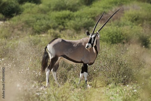 Foto Gemsbok, Oryx gazella, Kgalagadi Transfrontier Park, Kalahari desert, South Afri