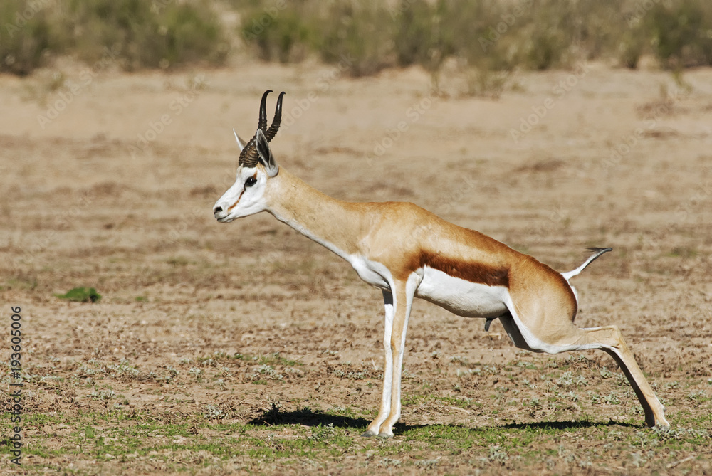 Springbok, Antidorcas marsupialis, Kgalagadi Transfrontier Park, Kalahari desert, South Africa Springbok, Antidorcas marsupialis, Kgalagadi Transfrontier Park, Kalahari desert, South Africa