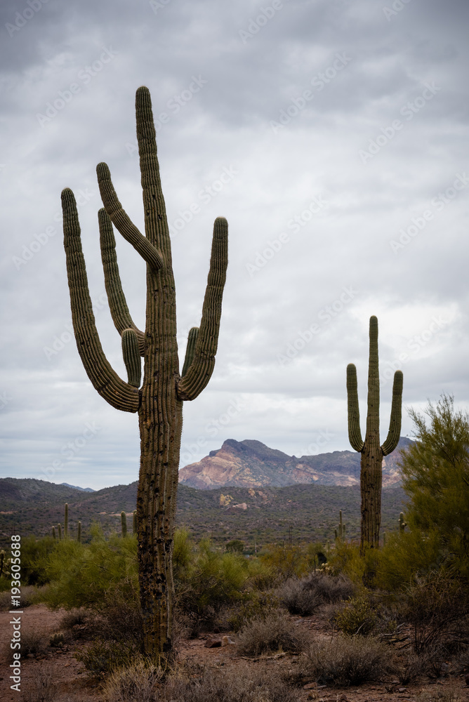 Saguaro cactus in Sonoran desert.