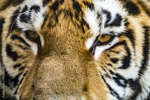 Fototapeta Naklejka Na Ścianę i Meble -  Close-up of Siberian Tiger