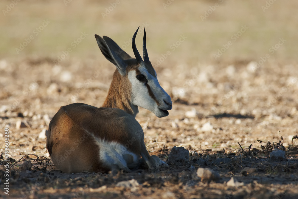Springbok, Antidorcas marsupialis, Kgalagadi Transfrontier Park, Kalahari desert, South Africa Springbok, Antidorcas marsupialis, Kgalagadi Transfrontier Park, Kalahari desert, South Africa