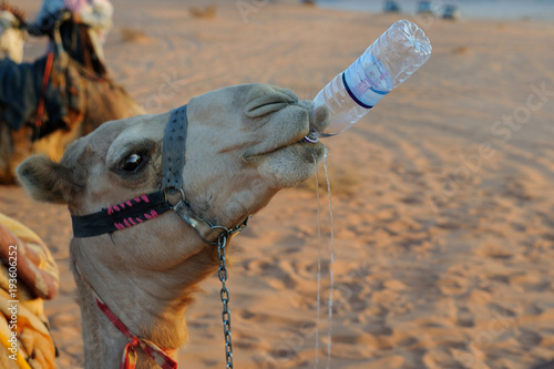 Drinking camel / A camel is sipping water from a bottle, Wadi Rum, Jordan