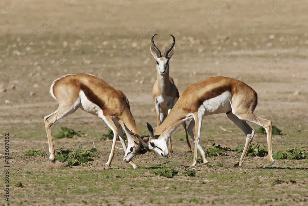Springbok, Antidorcas marsupialis, Kgalagadi Transfrontier Park, Kalahari desert, South Africa Springbok, Antidorcas marsupialis, Kgalagadi Transfrontier Park, Kalahari desert, South Africa