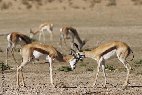 Springbok  Antidorcas marsupialis  Kgalagadi Transfrontier Park  Kalahari desert  South Africa