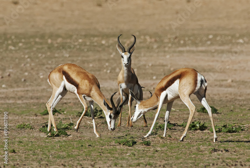 Springbok, Antidorcas marsupialis, Kgalagadi Transfrontier Park, Kalahari desert, South Africa