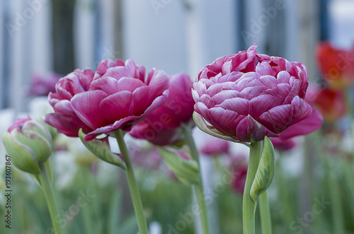 Wallpaper Mural Pink flowers Torontodigital.ca