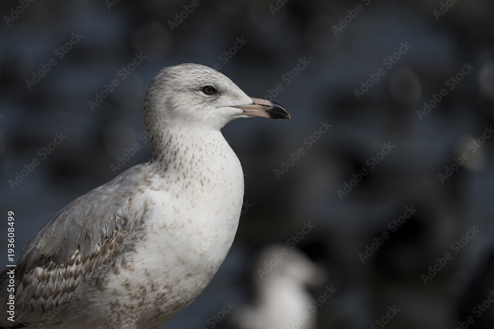Ring-Billed Gull on the Shore, Closeup, Blurred Water Behind Ring-Billed Gull on the Shore, Closeup, Blurred Water Behind