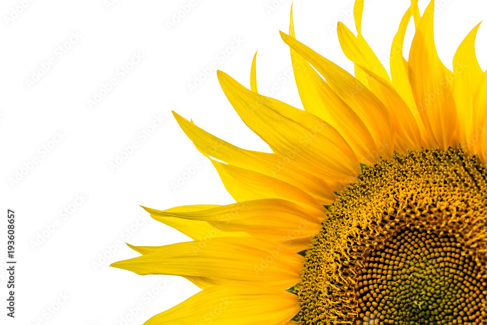 Naklejka premium Corner close-up of sunflower leaves on white background