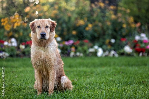 Dog in front of colourful flowers