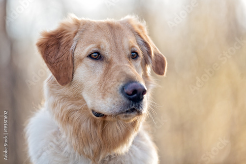 Headshot of Golden Retriever